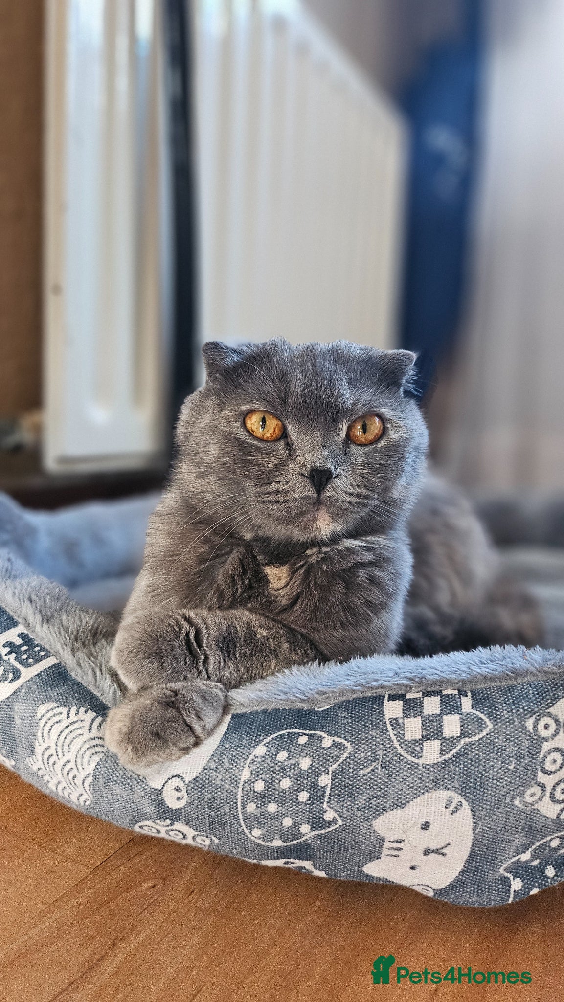 Scottish Fold cats I will take off the Scotch - Advert 2