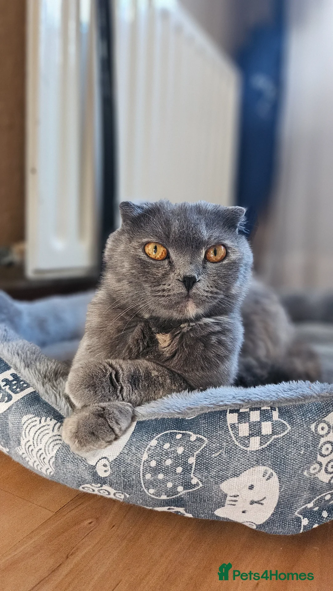 Scottish Fold cats for sale: I will take off the Scotch in Newry - Advert 1