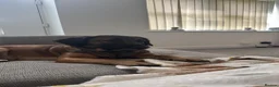Mixed Breed dogs for sale: Looking for a great home.  - Advert 2