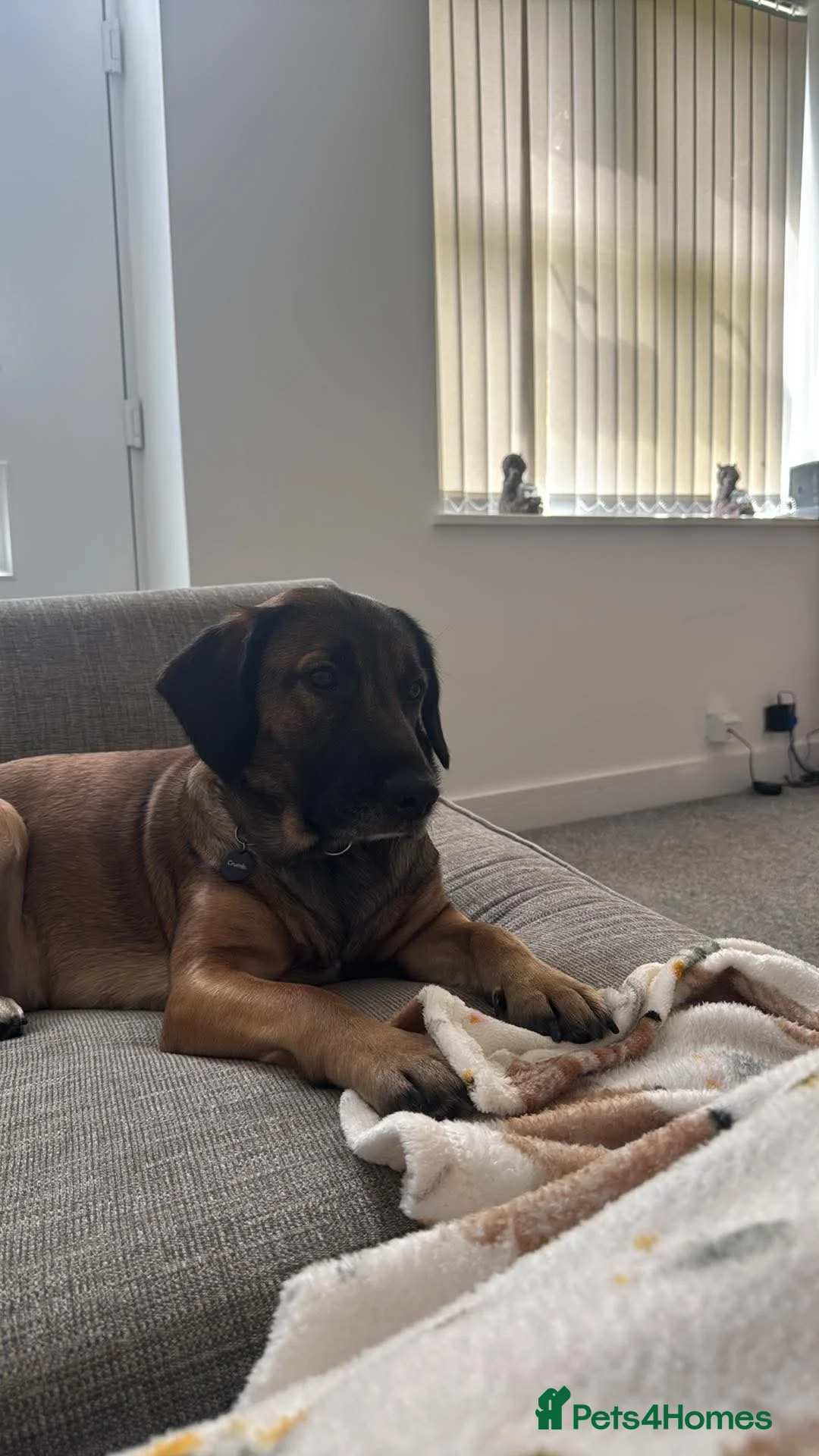 Mixed Breed dogs for sale: Looking for a great home.  - Advert 2