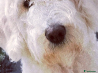 Goldendoodle dogs Multigenerational Doodles - Advert 1