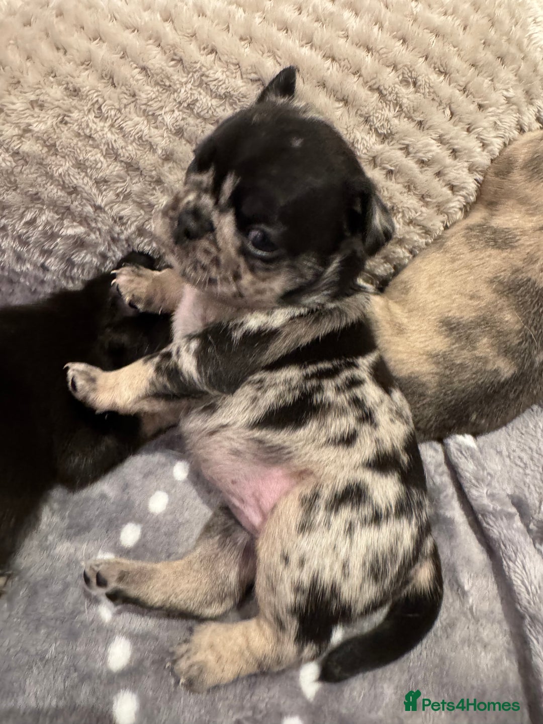 Frug dogs for sale: Pug/frenchie  - Advert 13