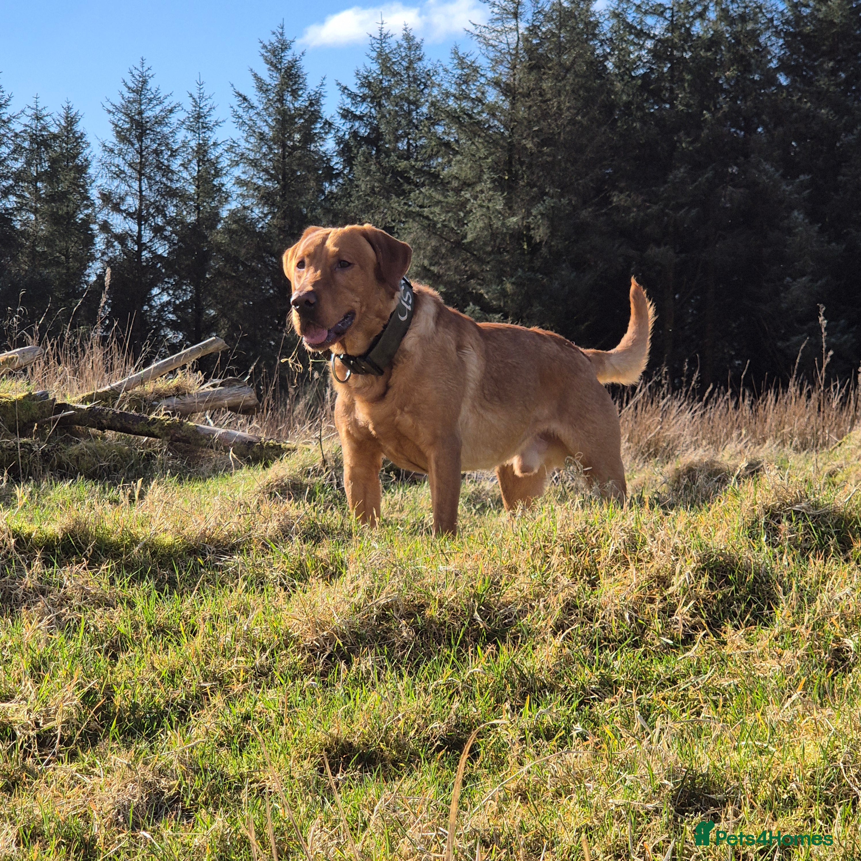 Labrador Retriever dogs Fully Health Tested Red Fox Lab Stud - Advert 9