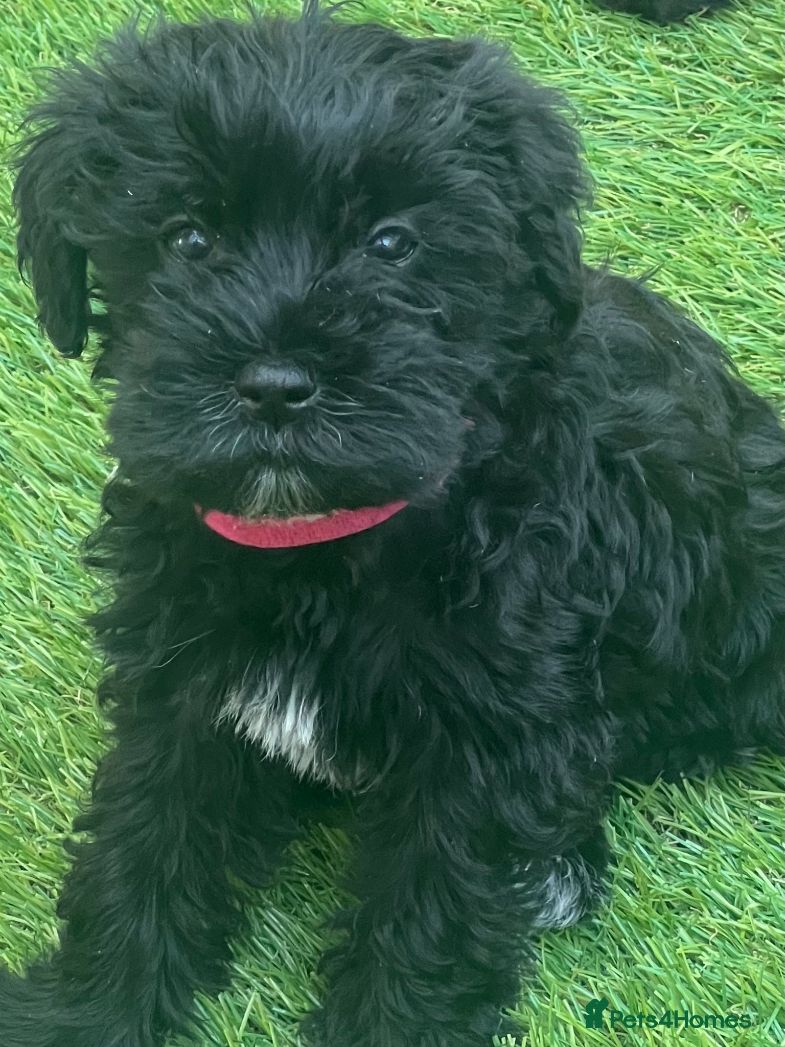 Miniature Schnauzer dogs 🐾🐶Adorable Cavaschnauzer Pups 🐶🐾 - Advert 5