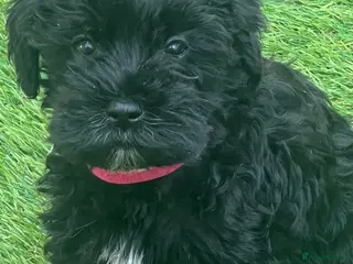 Miniature Schnauzer dogs 🐾🐶Adorable Cavaschnauzer Pups 🐶🐾 - Advert 5