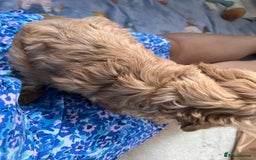 Cavapoo dogs for sale: * Cavapoo Boys available * - Image 17