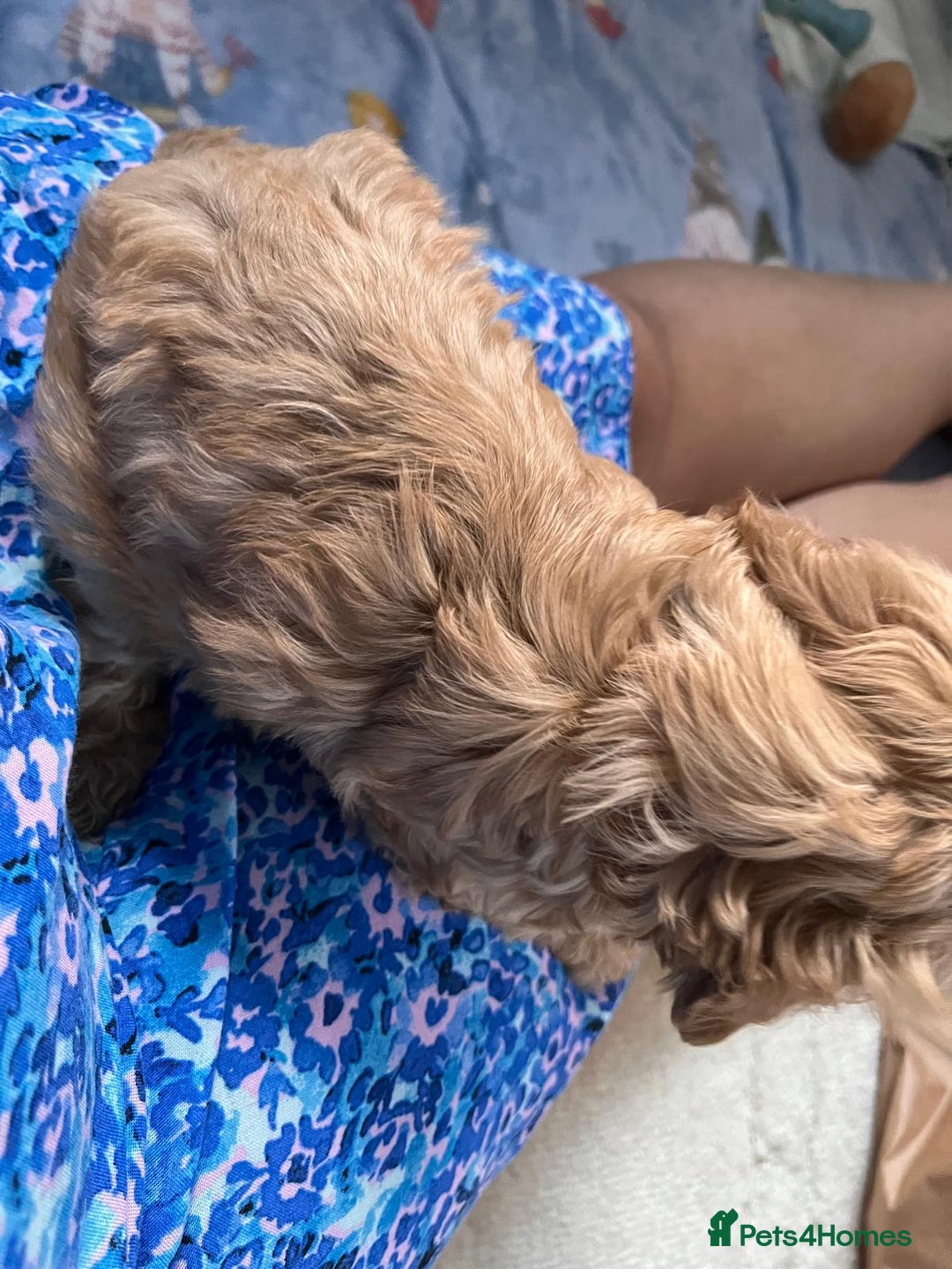 Cavapoo dogs for sale: * Cavapoo Boys available * - Image 17