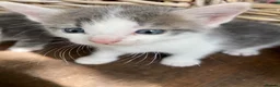 Mixed Breed cats for sale: Very pretty family friendly kittens.  - Advert 5