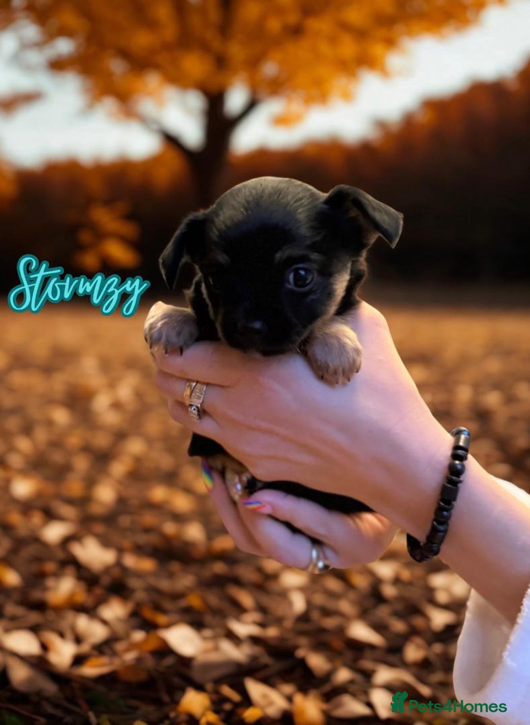Chihuahua dogs for sale: Stunning longhaired Chihuahua puppies  - Image 6