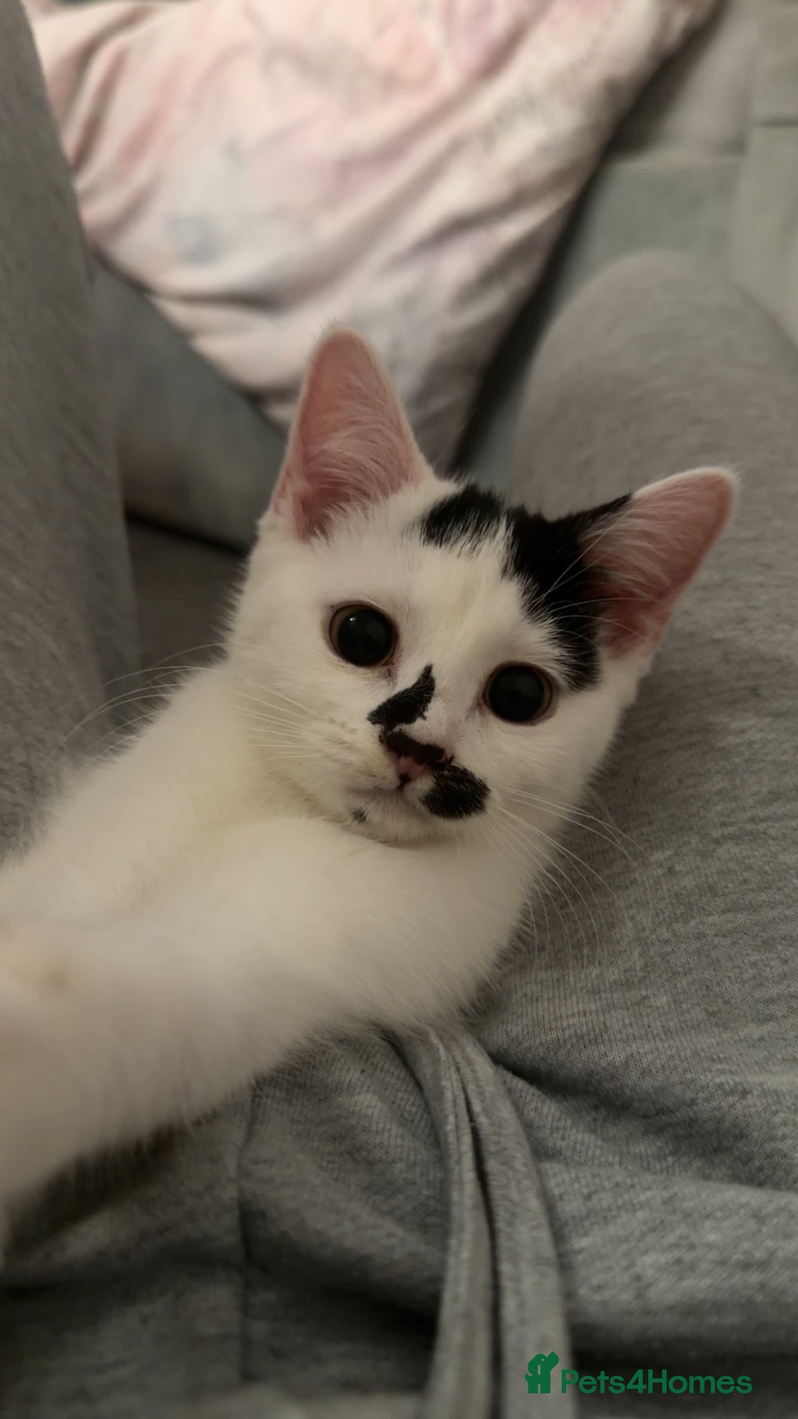 Mixed Breed cats for sale: Beautiful white kitten - Advert 6