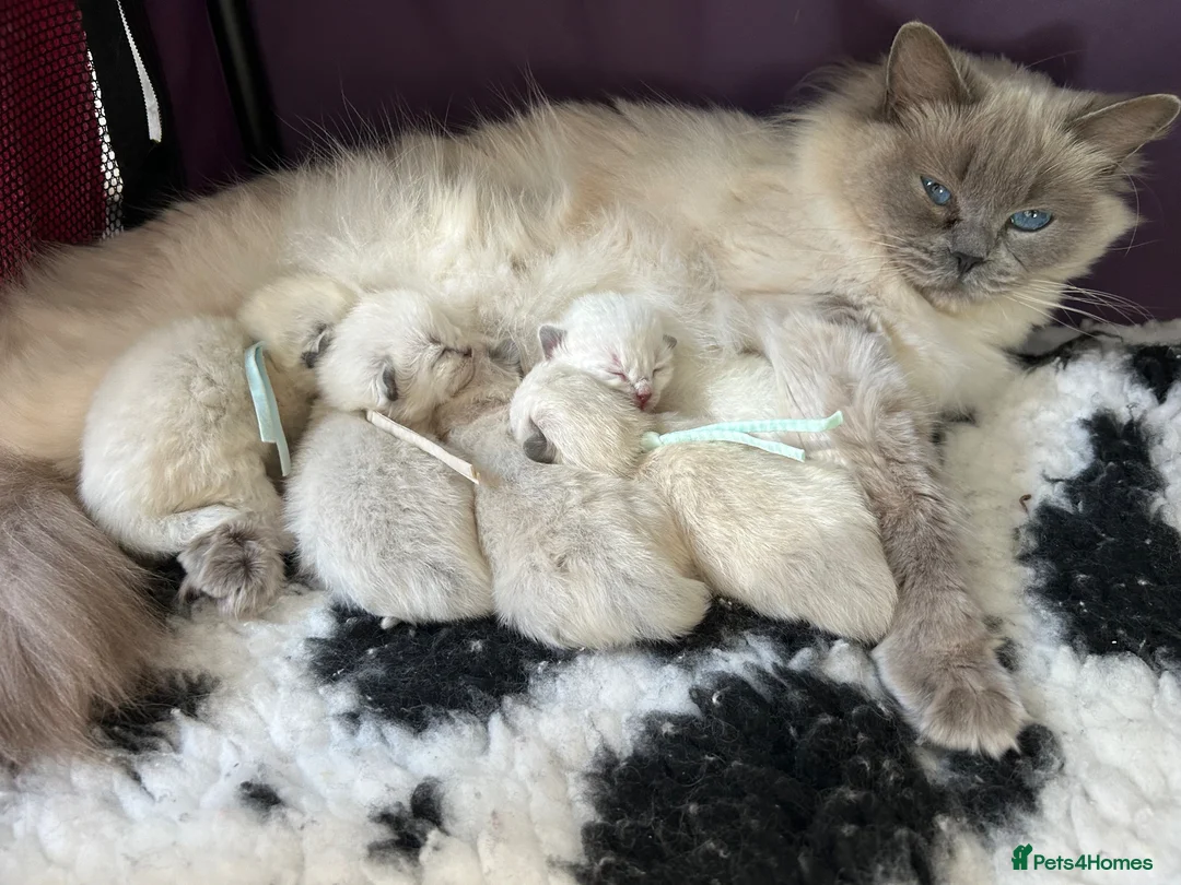 Ragdoll cats for sale: RAGDOLL Kittens  - Advert 2