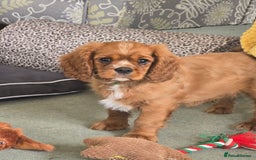 Cavalier King Charles Spaniel dogs for sale: ALL RESERVED in Shrewsbury - Image 2