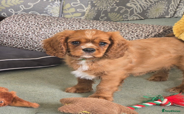 Cavalier King Charles Spaniel dogs in Shrewsbury - Advert 14