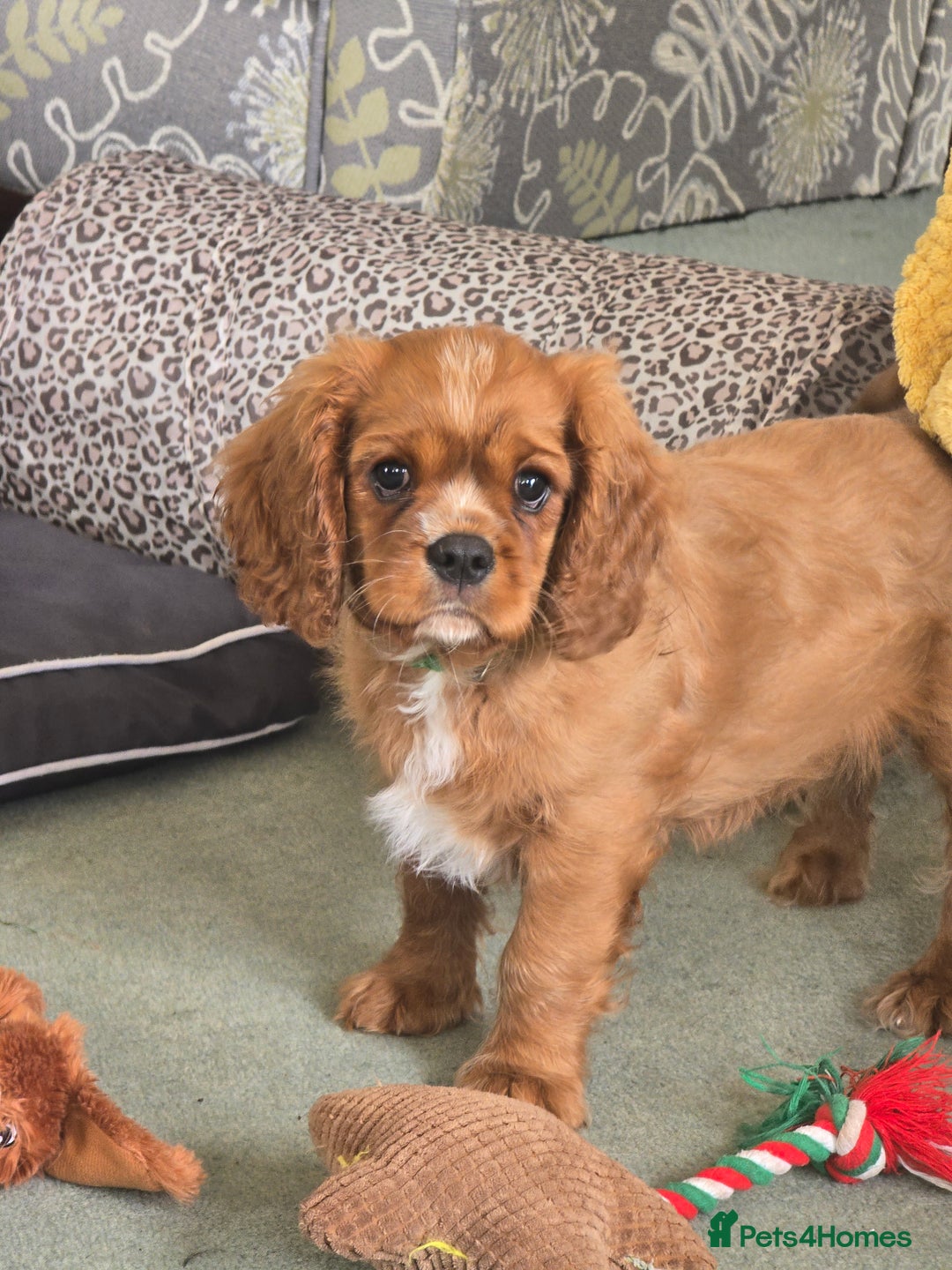 Cavalier King Charles Spaniel dogs for sale: ALL RESERVED in Shrewsbury - Image 2