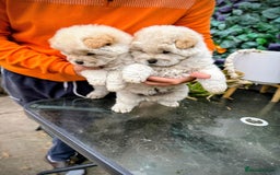 Chow Chow dogs for sale: Chow chow - Image 9