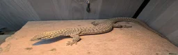 Monitor reptiles for sale: Ackie Monitor - Advert 8
