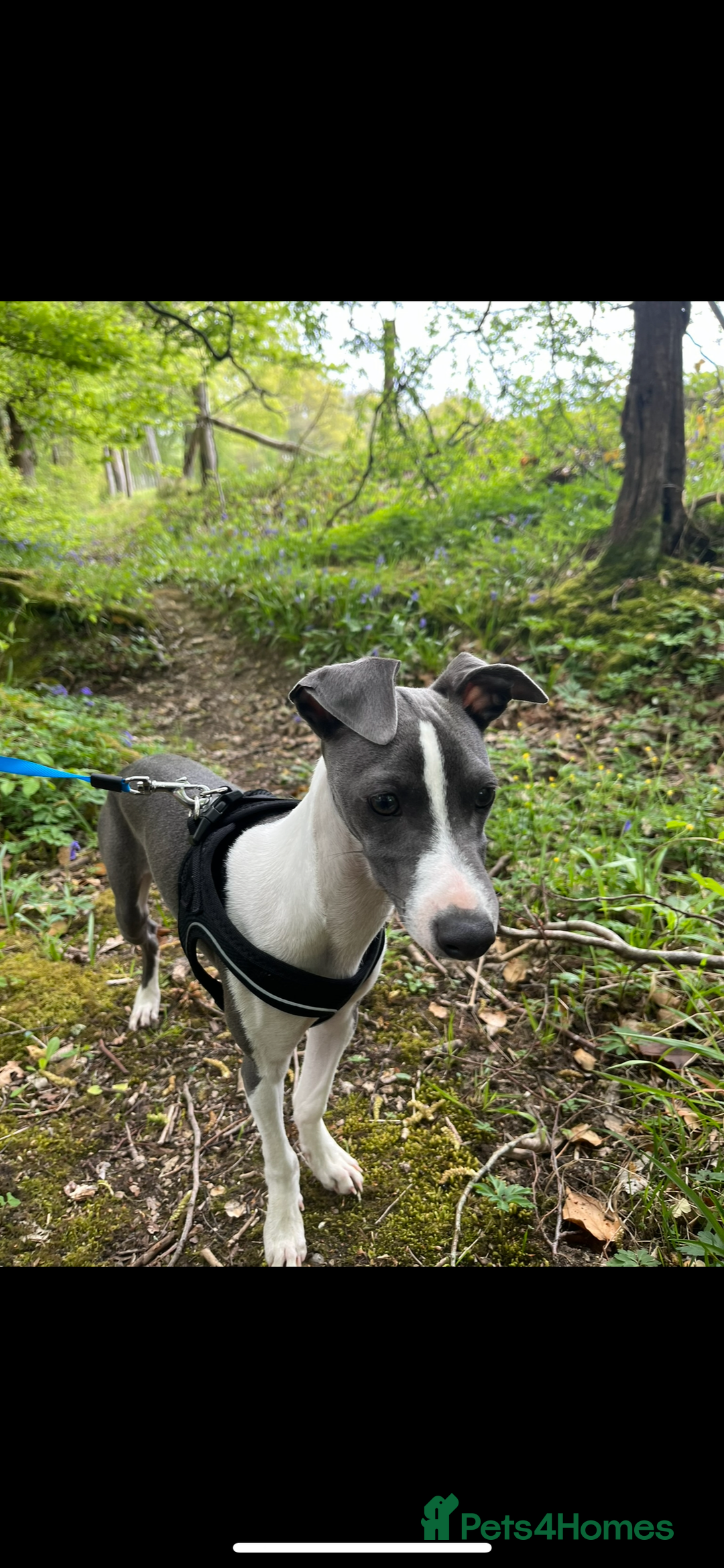 Italian Greyhound dogs for sale: Male Italian greyhound  - Image 6
