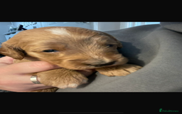 Cockapoo dogs for sale: Amazing litter of f1b cockerpoo puppies for sale - Image 6