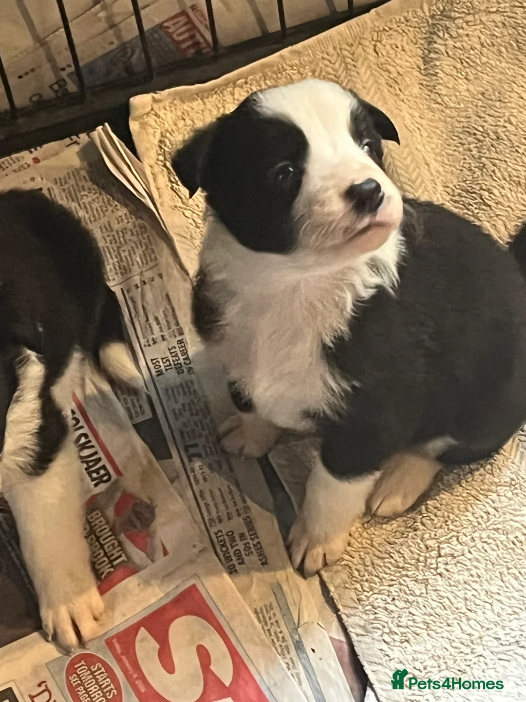 Border Collie dogs for sale: Border collie puppies, excellent litter!!  - Advert 30