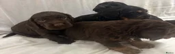 Cocker Spaniel dogs for sale: 🐾 GORGEOUS COCKER SPANIEL PUPPIES 🐾 - Advert 12