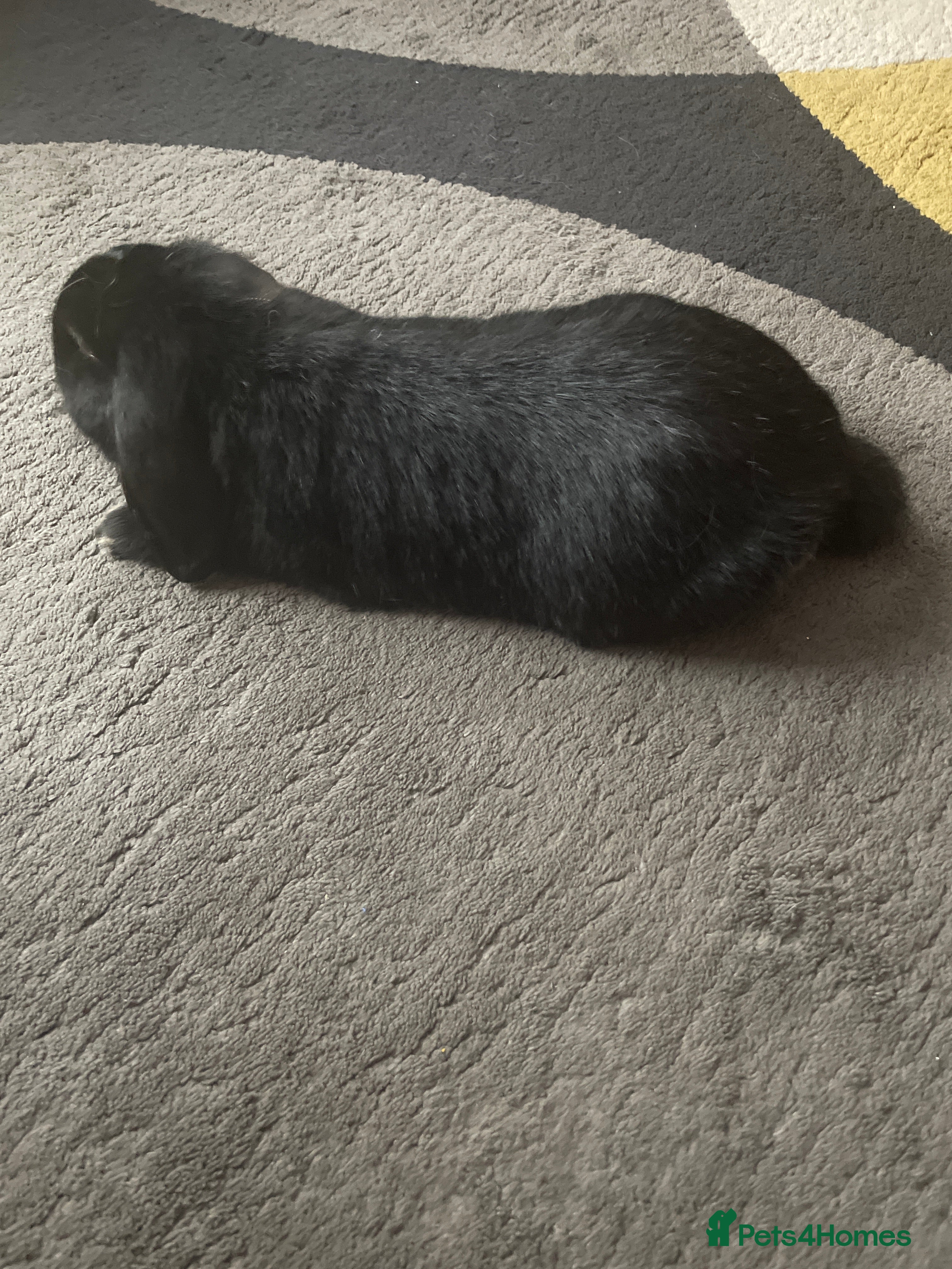 Mixed Breed rabbits Two bunnies  - Advert 6