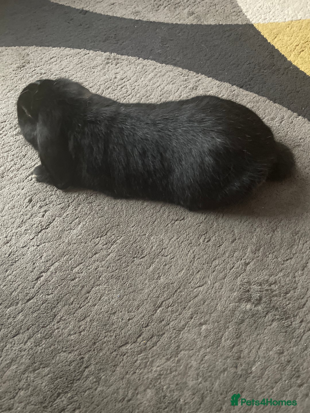 Mixed Breed rabbits for sale: Two bunnies  - Advert 1