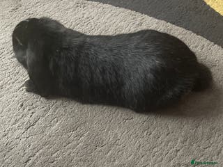 Mixed Breed rabbits Two bunnies - Advert 22