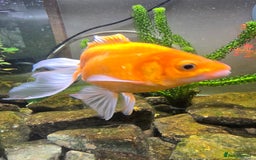 Fancy Goldfish fish for sale: Fancy goldfish  - Image 3