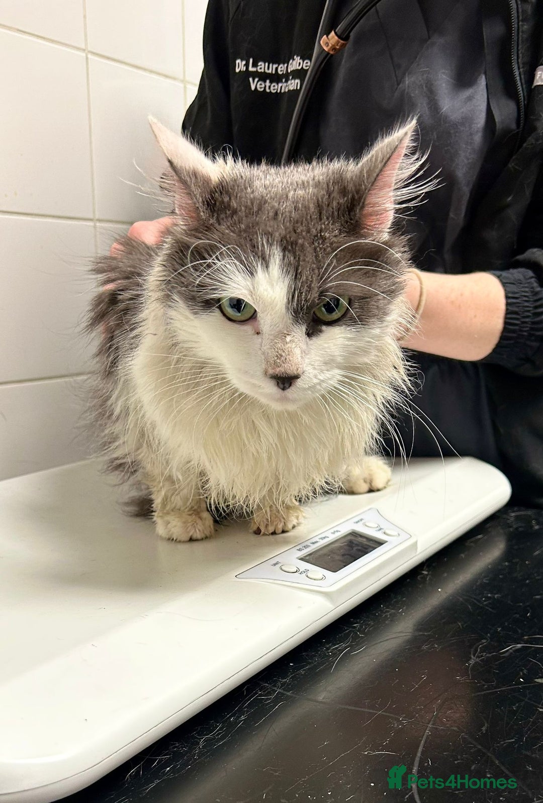 Mixed Breed cats for adoption: Floyd - Advert 8