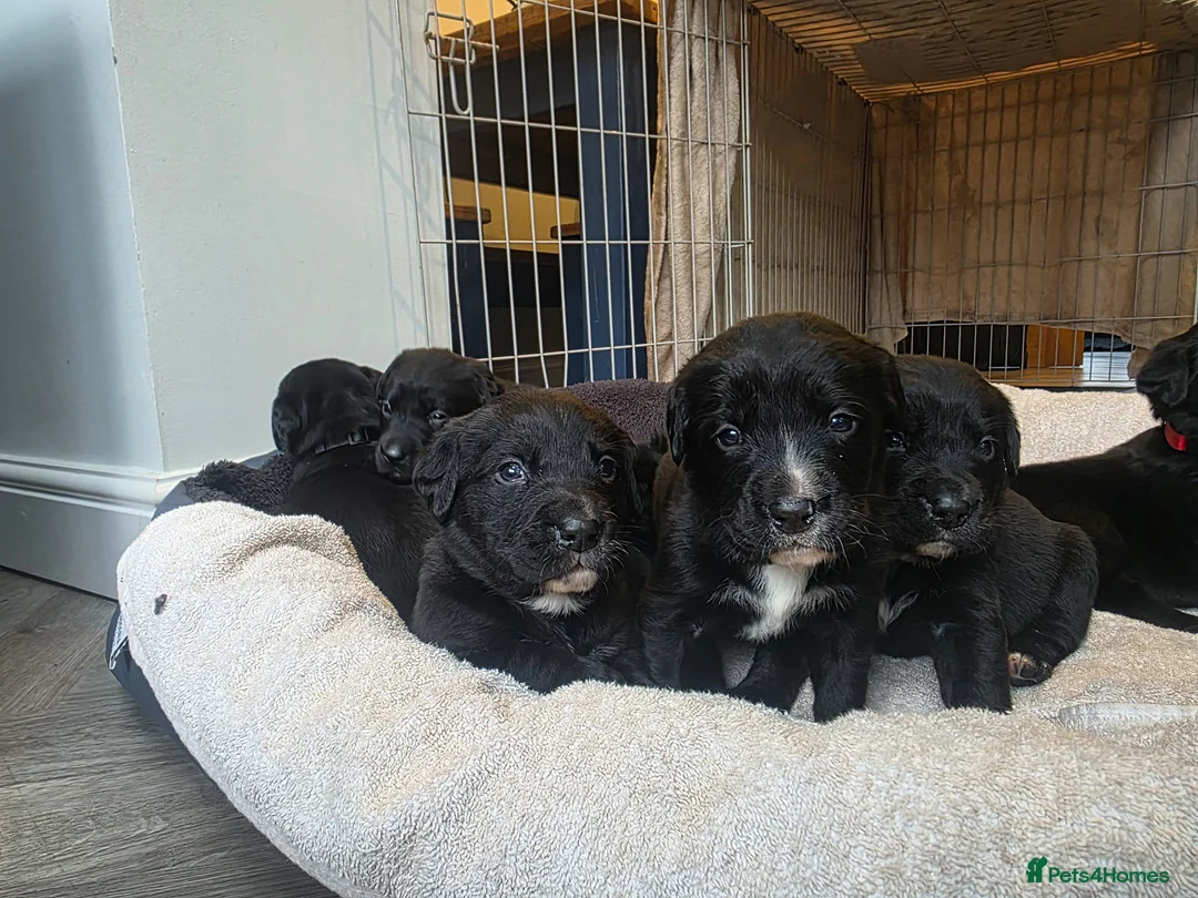 Bernese Mountain Dog dogs for sale: Labernese. F1 - Advert 15