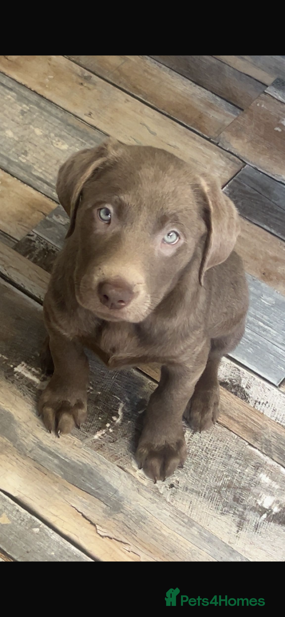 Labrador Retriever dogs Last female Labradors   *READY TO LEAVE* - Advert 4