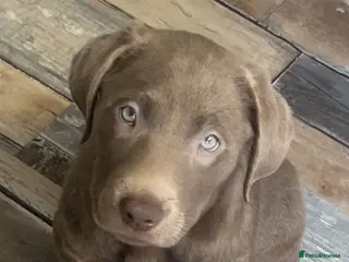 Labrador Retriever dogs Last female Labradors *READY TO LEAVE* - Advert 4