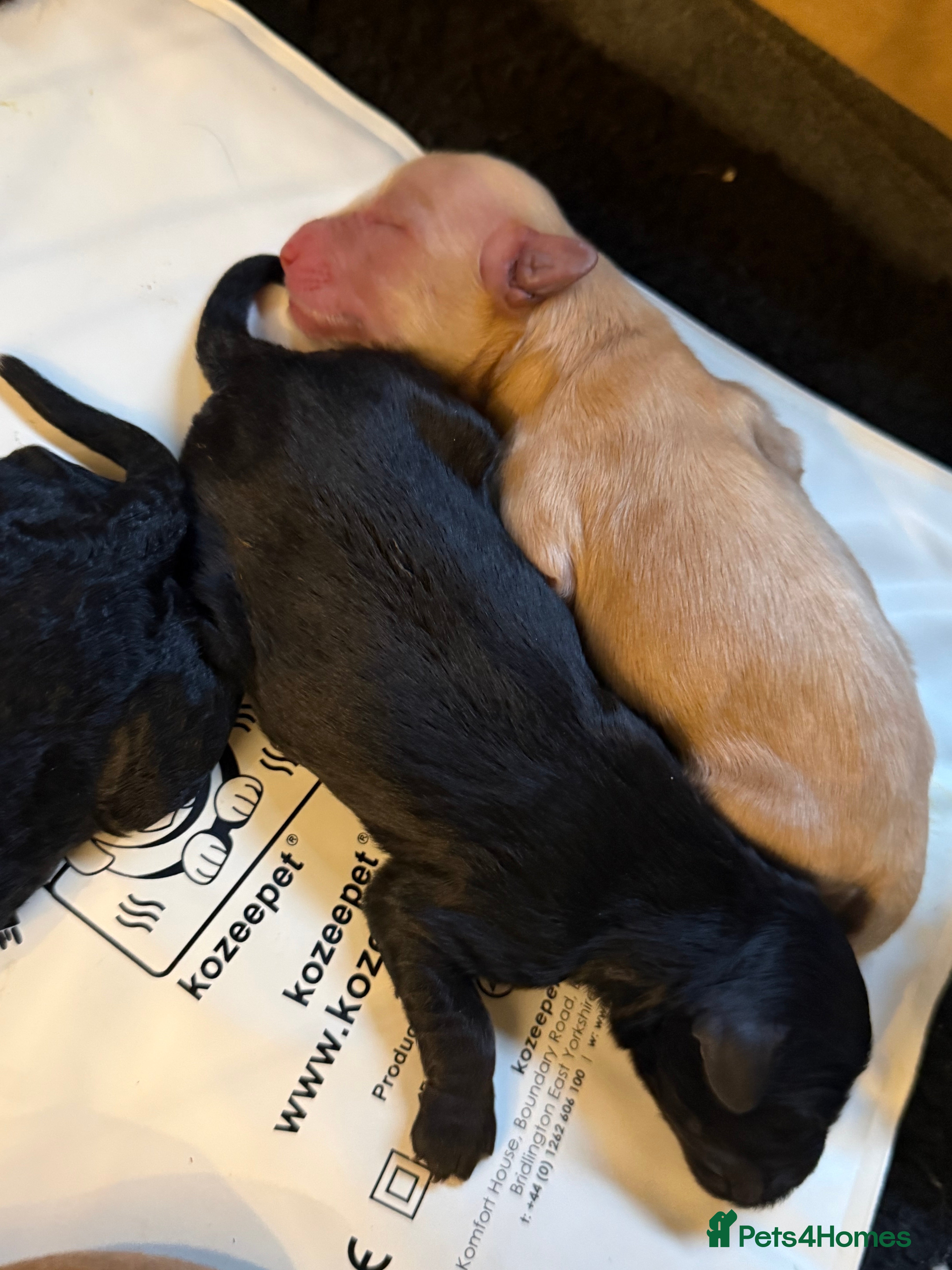 Mixed Breed dogs Labradoodle Puppies DUE towards end of Oct 2026 - Advert 2