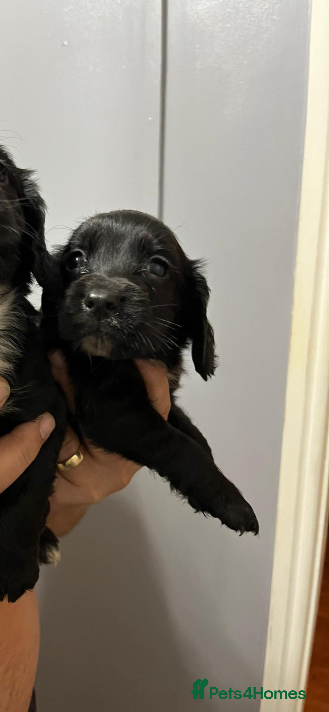 Cocker Spaniel dogs for sale: LAST LITTLE BOY  6 adorable Cocker Spaniel pups - Advert 33