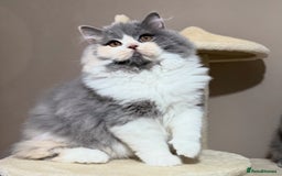 British Shorthair cats for sale: 🩷COMING SOON BUSHTAIL BABIES💙 - Image 15