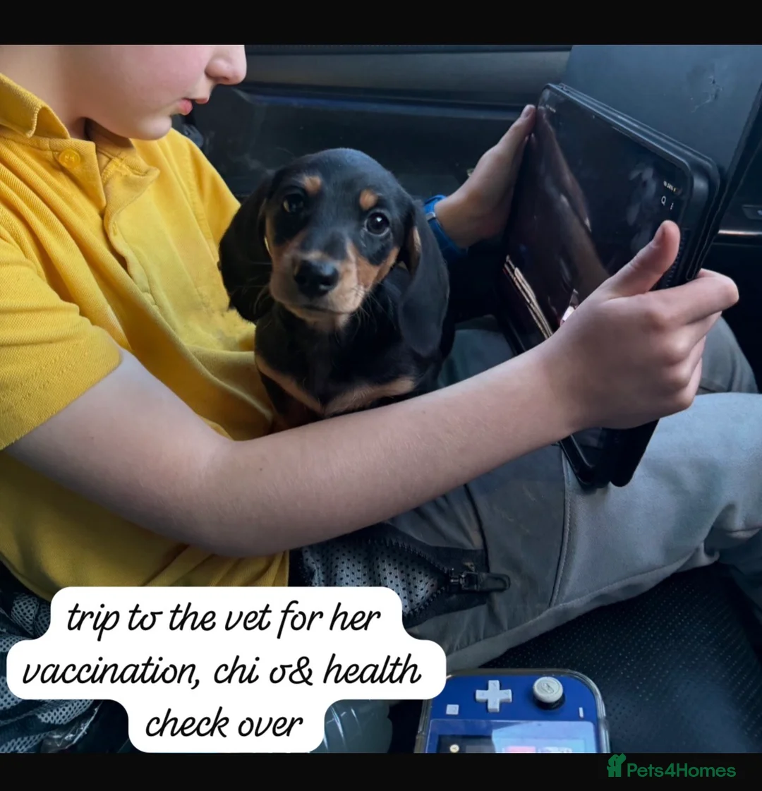 Miniature Dachshund dogs for sale: Quality miniature dachshund puppy x1 - Advert 2