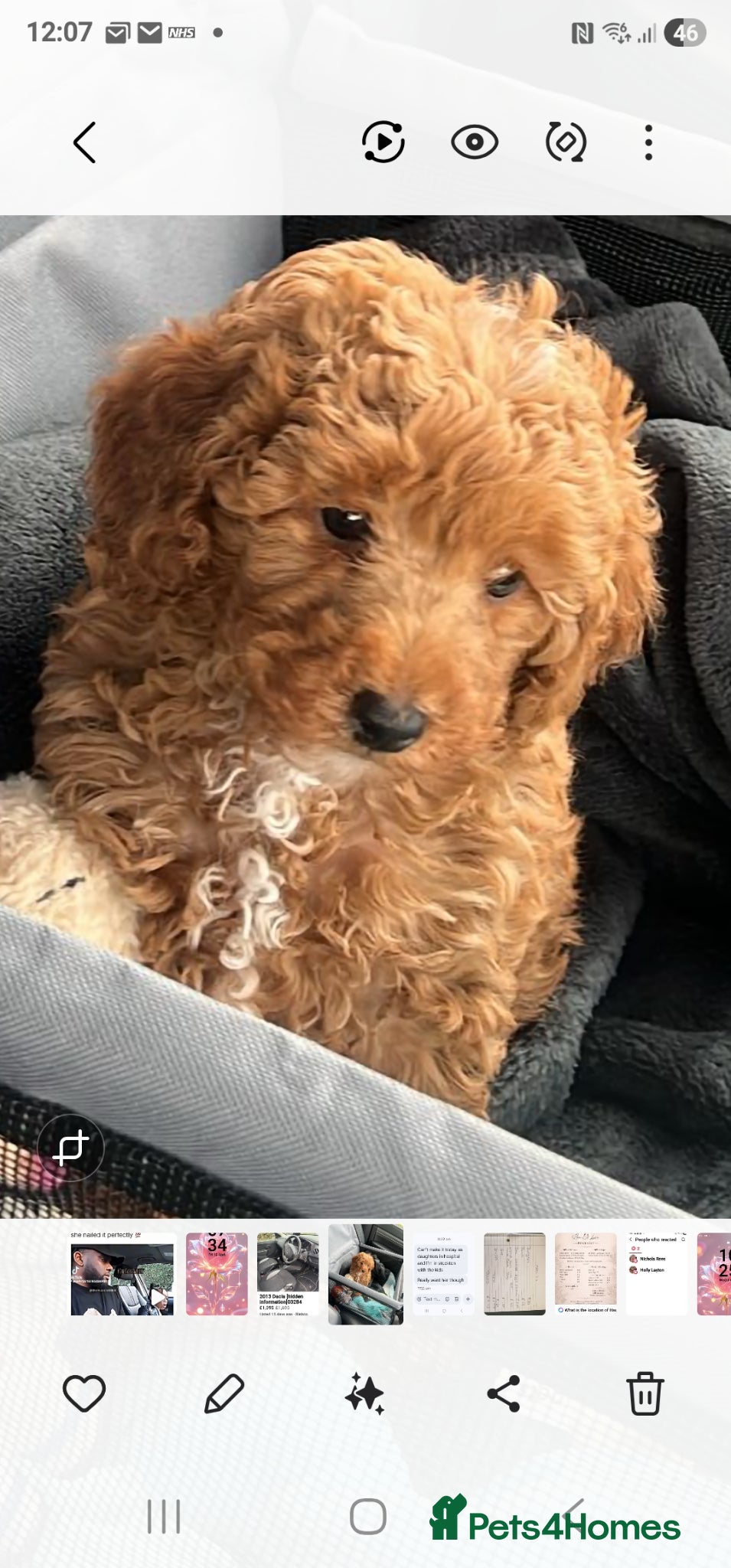 Toy Poodle dogs Red toy poodle boy - Advert 5