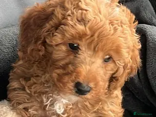 Toy Poodle dogs Red toy poodle boy - Advert 5
