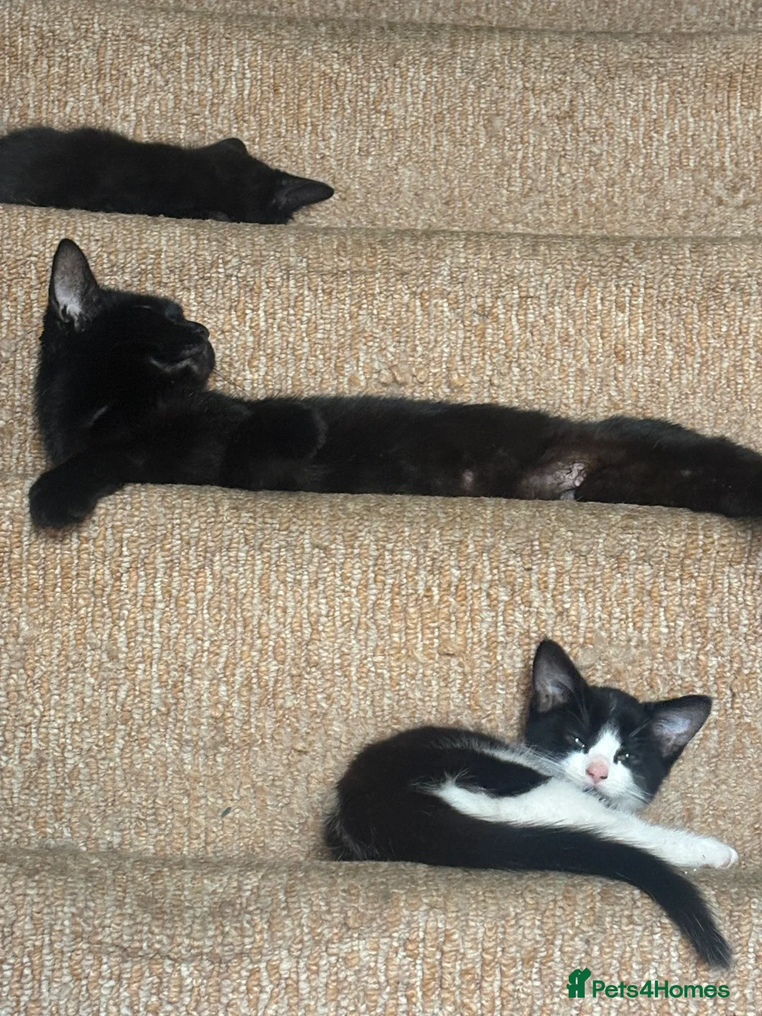 Mixed Breed cats for sale: 4 mixed breed kittens - ready to leave now  - Advert 2