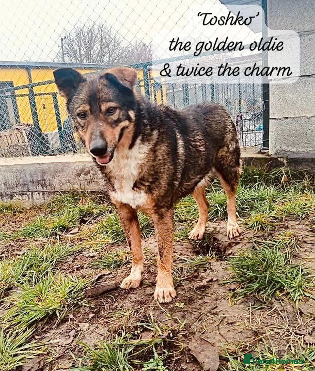Mixed Breed dogs for adoption: Toshko, approx 10 yrs. Available for adoption. - Advert 24