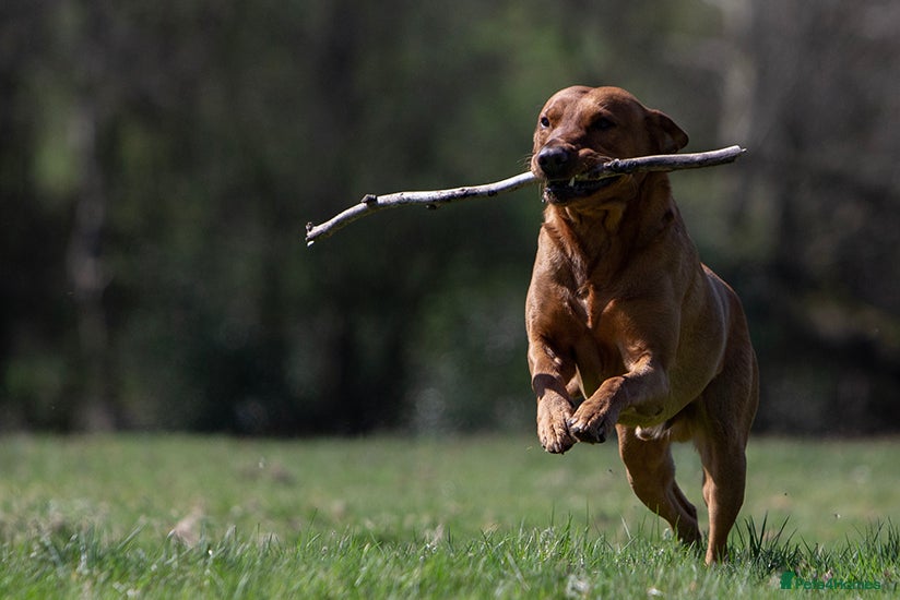 Labrador Retriever dogs Stunning Proven Fox Red Labrador For Stud in Stoke-on-Trent - Advert 22