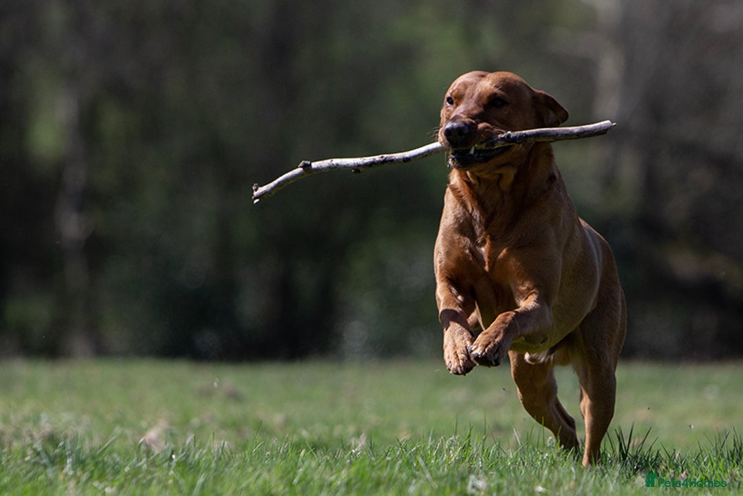 Labrador Retriever dogs for stud: Stunning Proven Fox Red Labrador For Stud in Stoke-on-Trent - Image 1