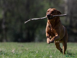 Labrador Retriever dogs in Stoke-on-Trent - Advert 5