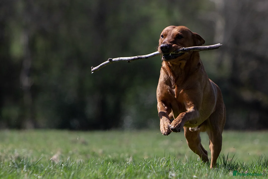 Labrador Retriever dogs for stud: Stunning Proven Fox Red Labrador For Stud in Stoke-on-Trent - Advert 1