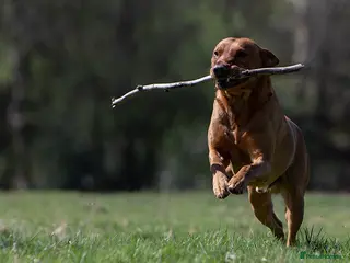 Labrador Retriever dogs Stunning Proven Fox Red Labrador For Stud in Stoke-on-Trent - Advert 19