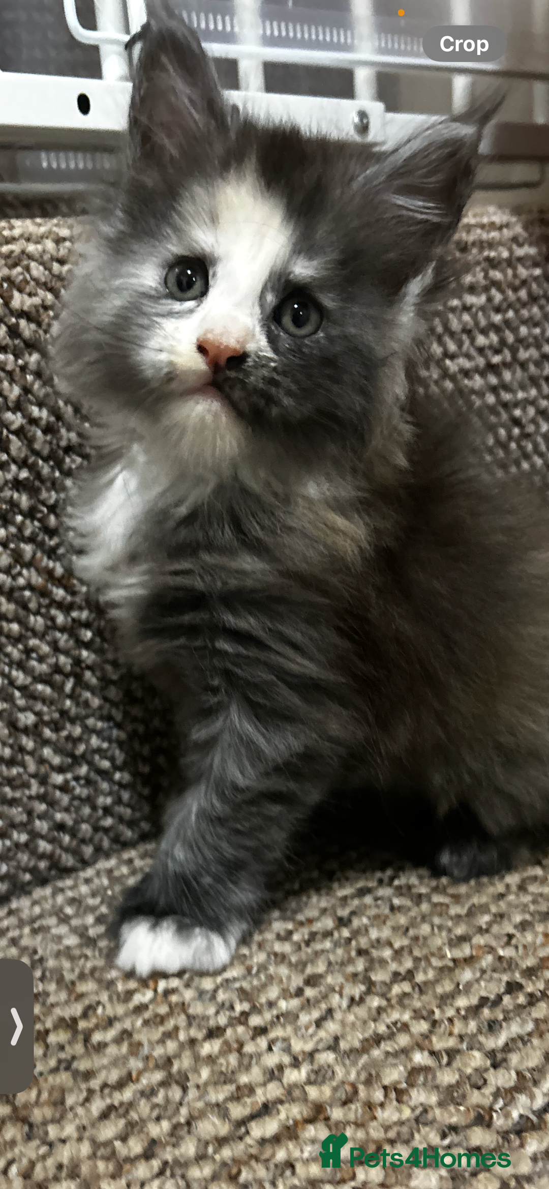 Maine Coon cats for sale: 2 stunning girls 1 polydactyl ready  **  ev - Advert 12