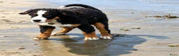 Bernedoodle dogs for sale: Meet Atlas  in Ferryside - Advert 12