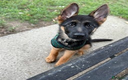 German Shepherd dogs for sale: Female German Shepherd Pup - Image 2