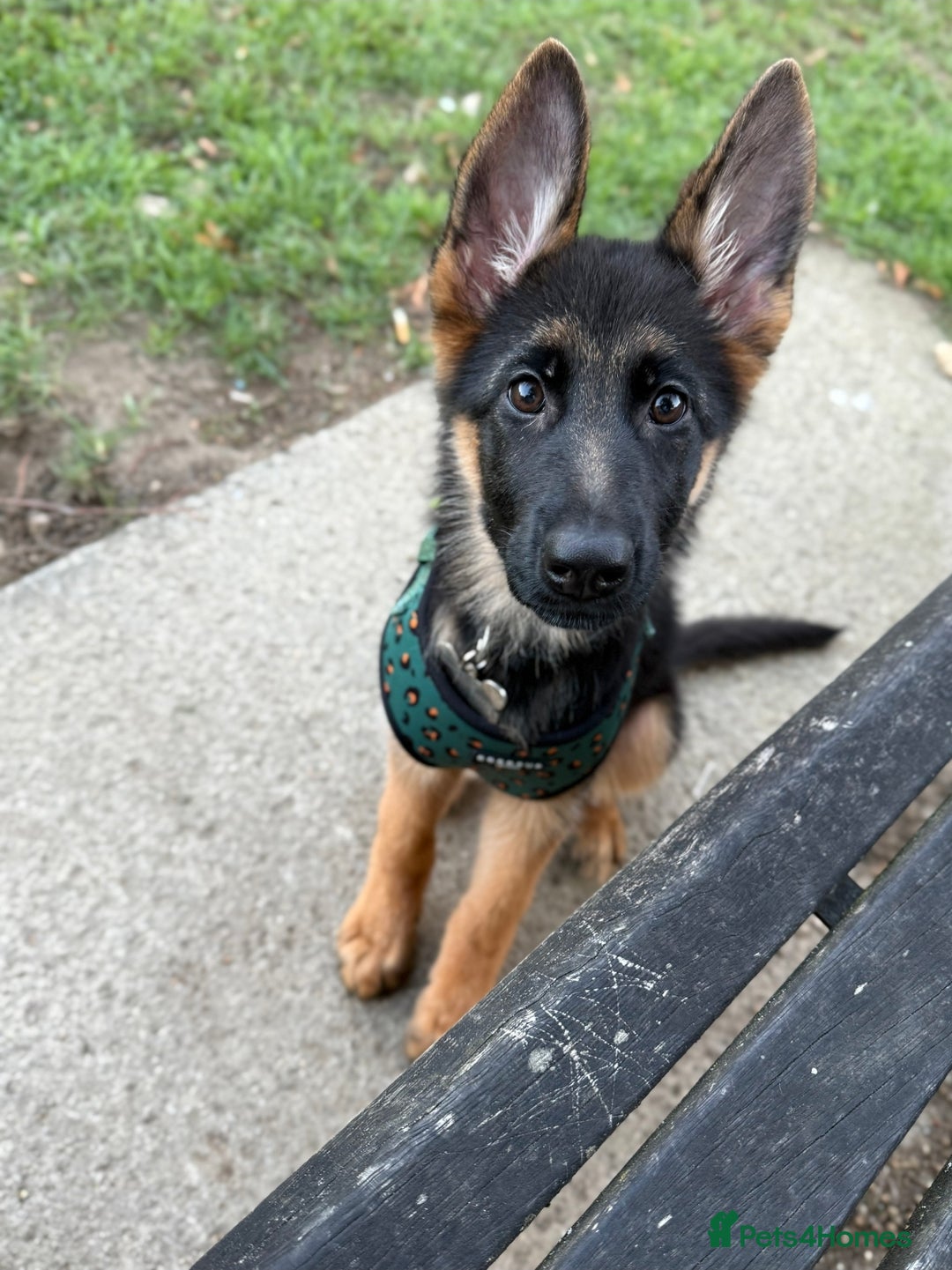 German Shepherd dogs for sale: Female German Shepherd Pup - Image 2