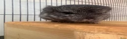 Chinchilla rodents for sale: 2 female chinchillas  - Advert 2